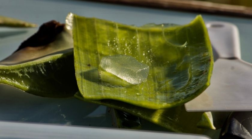 aloe vera fur fettige haut.jpg